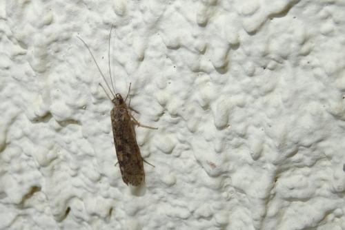 Réf. 215 343 : Hydropsyche sp.